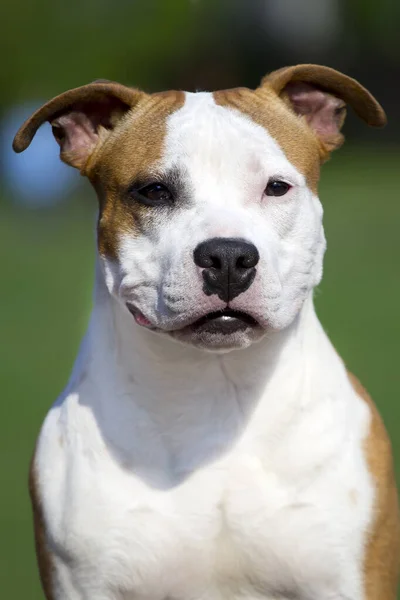 American Staffordshire Terrier Cão Livre — Fotografia de Stock