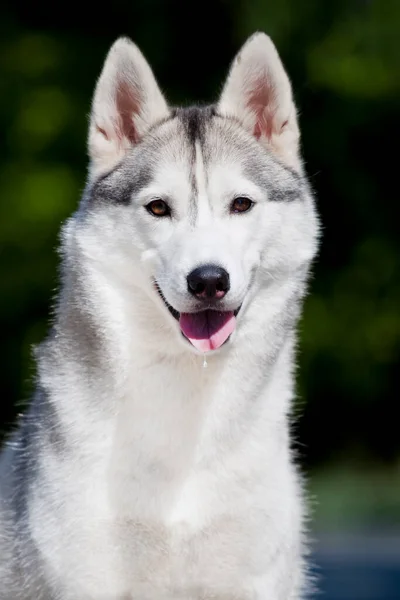 Αξιολάτρευτο Σκυλί Husky Σιβηρίας Εξωτερικούς Χώρους — Φωτογραφία Αρχείου