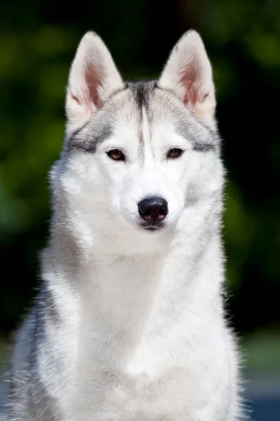 Uroczy Syberyjski Husky Pies Zewnątrz — Zdjęcie stockowe