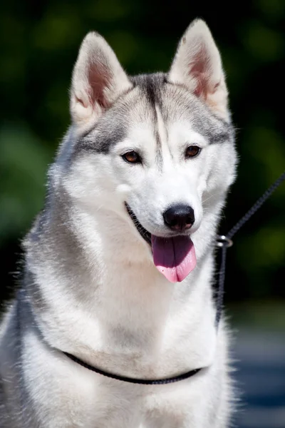 Adorable Siberian Husky Dog Outdoors — Stock Photo, Image