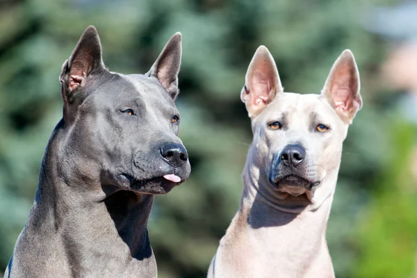 Rhodesian Ridgeback Perros Aire Libre — Foto de Stock