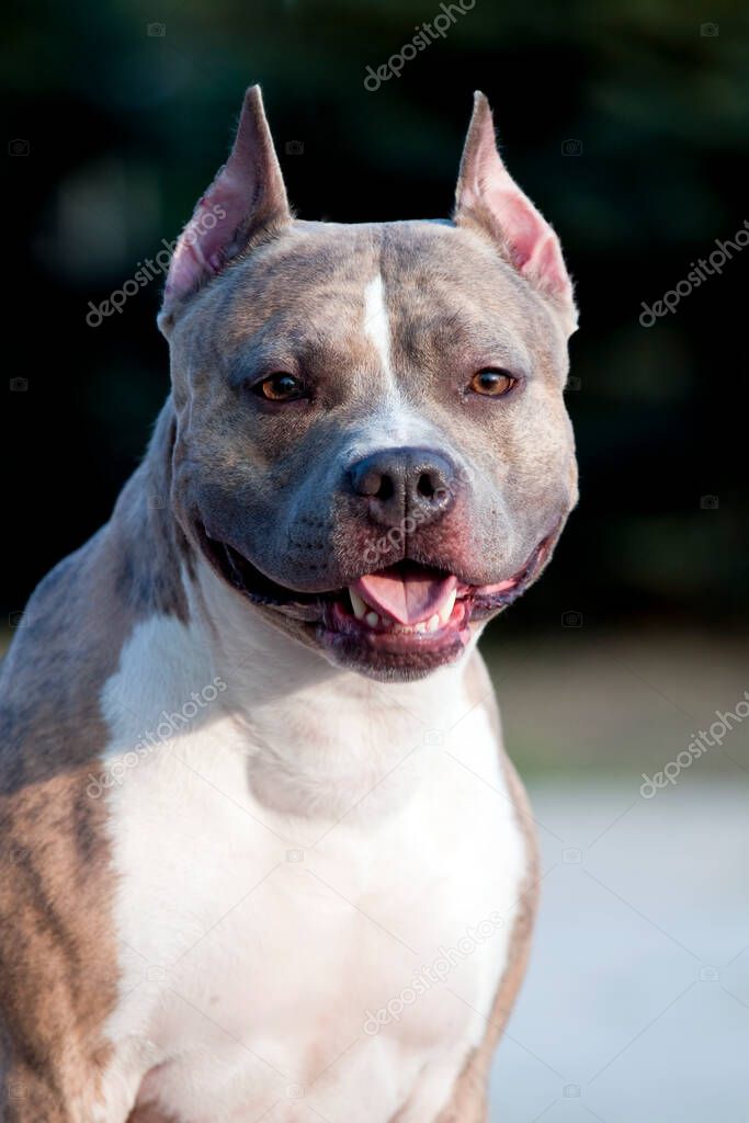 American Staffordshire Terrier dog outdoor 