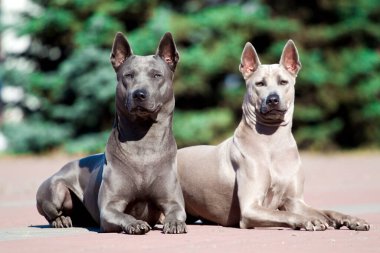 Rodezya sırt köpekleri açık havada