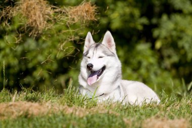 tapılası Sibirya köpeği açık havada.