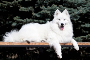 Sevimli Samoed köpeği açık havada