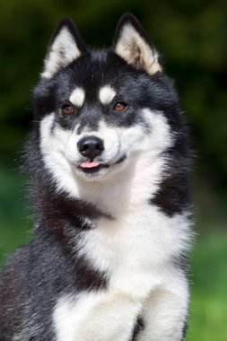 tapılası Sibirya köpeği açık havada.