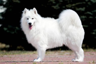 Sevimli Samoed köpeği açık havada