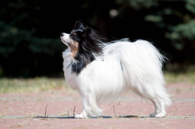 Uzun Ceketli Chihuahua köpeği dışarıda.