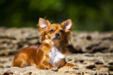 Uzun Ceketli Chihuahua köpeği dışarıda.