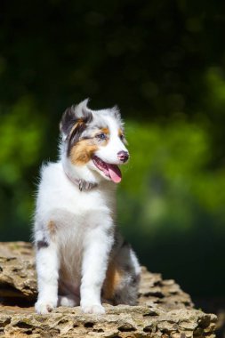  Minyatür Amerikan Çoban Köpeğinin yaz parkındaki portresi