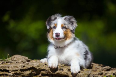  Minyatür Amerikan Çoban Köpeğinin yaz parkındaki portresi