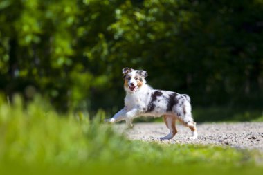  Minyatür Amerikan Çoban Köpeğinin yaz parkındaki portresi