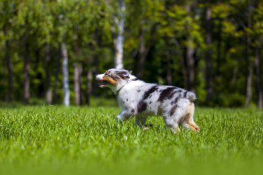  Minyatür Amerikan Çoban Köpeğinin yaz parkındaki portresi
