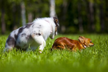 Avustralyalı çoban köpeği ve uzun saçlı chihuahua. 