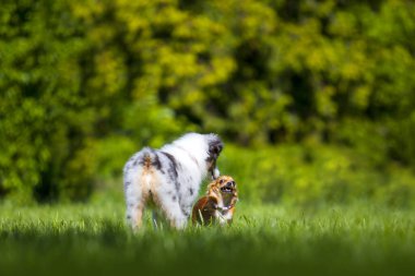 Avustralyalı çoban köpeği ve uzun saçlı chihuahua. 