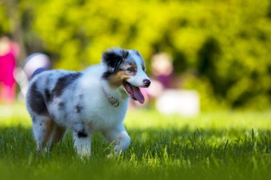  Minyatür Amerikan Çoban Köpeğinin yaz parkındaki portresi