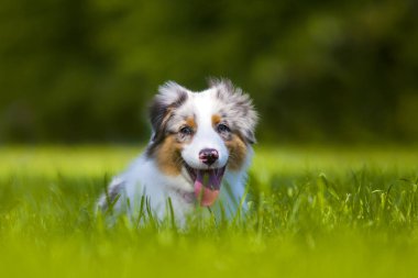 Avustralya çoban köpeği açık havada 