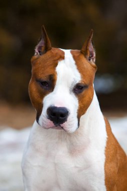 Staffordshire terrier portresi kapatın