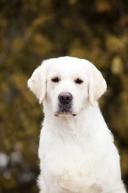 Labrador Parkta köpek resmi