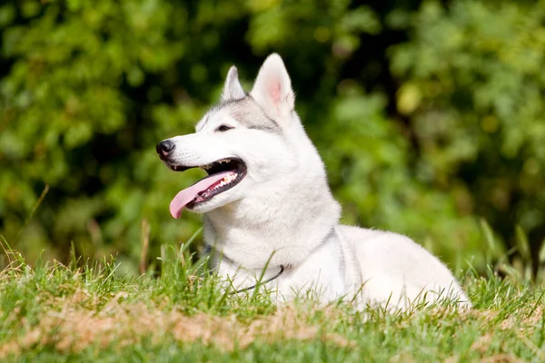 Uroczy Syberyjski Husky Pies Zewnątrz — Zdjęcie stockowe