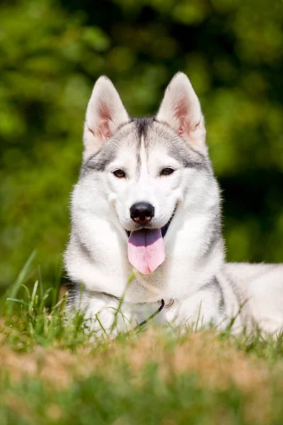 Adorável Cão Husky Siberiano Livre — Fotografia de Stock