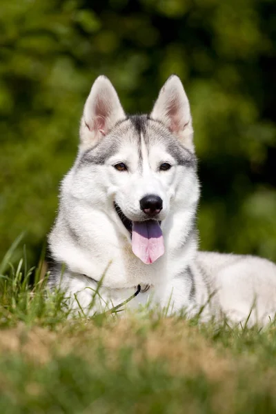 Adorabile Cane Husky Siberiano All Aperto — Foto Stock