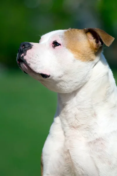 American Staffordshire Terrier Perro Aire Libre —  Fotos de Stock