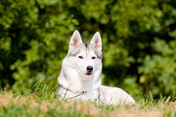 Αξιολάτρευτο Σκυλί Husky Σιβηρίας Εξωτερικούς Χώρους — Φωτογραφία Αρχείου