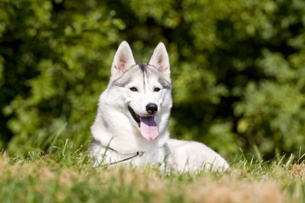 Adorável Cão Husky Siberiano Livre — Fotografia de Stock