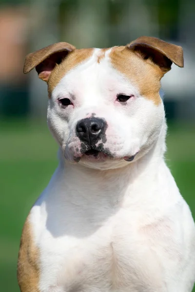 American Staffordshire Terrier Perro Aire Libre — Foto de Stock