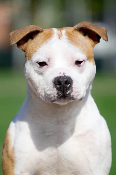 Amerikai Staffordshire Terrier Kutya Szabadban — Stock Fotó