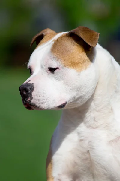 American Staffordshire Terrier Perro Aire Libre —  Fotos de Stock