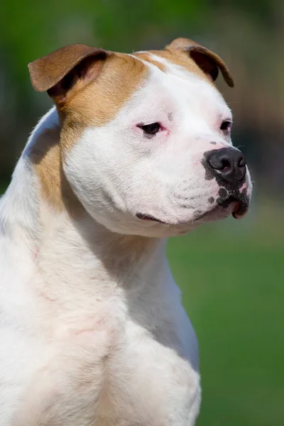 American Staffordshire Terrier Hund Freien — Stockfoto