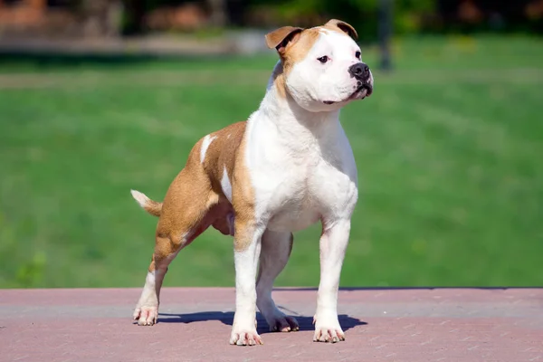 American Staffordshire Terrier Pies Świeżym Powietrzu — Zdjęcie stockowe