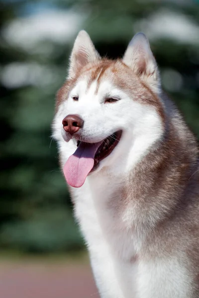 Adorabile Cane Husky Siberiano All Aperto — Foto Stock