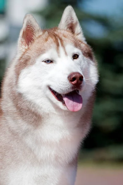 Αξιολάτρευτο Σκυλί Husky Σιβηρίας Εξωτερικούς Χώρους — Φωτογραφία Αρχείου