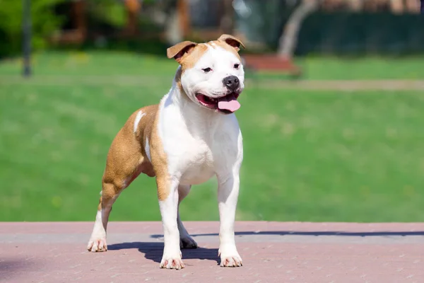 American Staffordshire Terrier Hond Buiten — Stockfoto