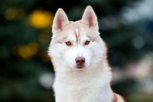 Bedårande Sibirisk Husky Hund Utomhus — Stockfoto