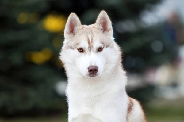 Schattige Siberische Husky Hond Buiten — Stockfoto