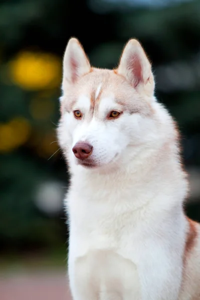 Bedårende Sibirisk Husky Hund Udendørs - Stock-foto