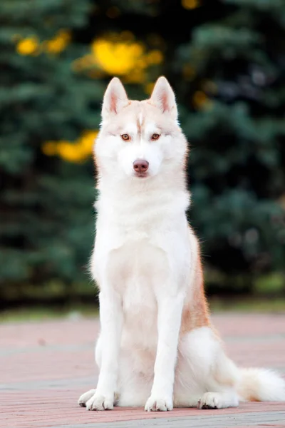 Rozkošný Sibiřský Husky Pes Venku — Stock fotografie