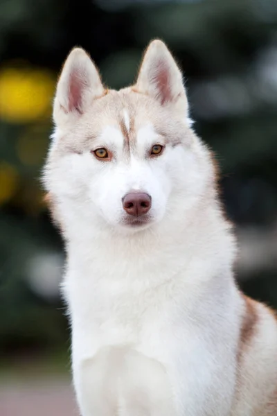 Bedårande Sibirisk Husky Hund Utomhus — Stockfoto