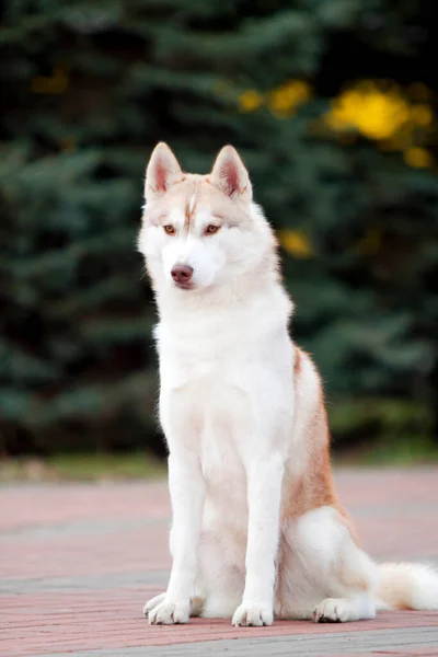 Adorabile Cane Husky Siberiano All Aperto — Foto Stock