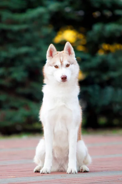 Imádnivaló Szibériai Husky Kutya Szabadban — Stock Fotó