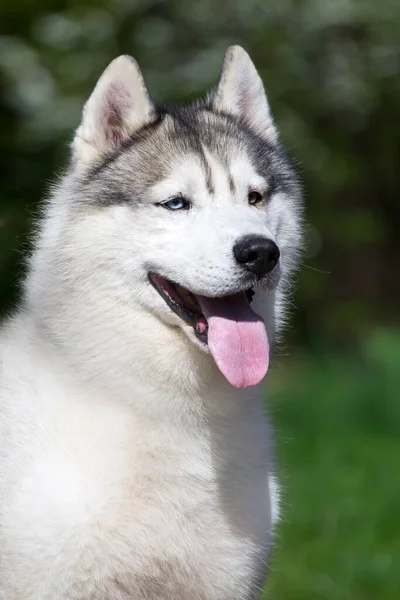 Adorabile Cane Husky Siberiano All Aperto — Foto Stock