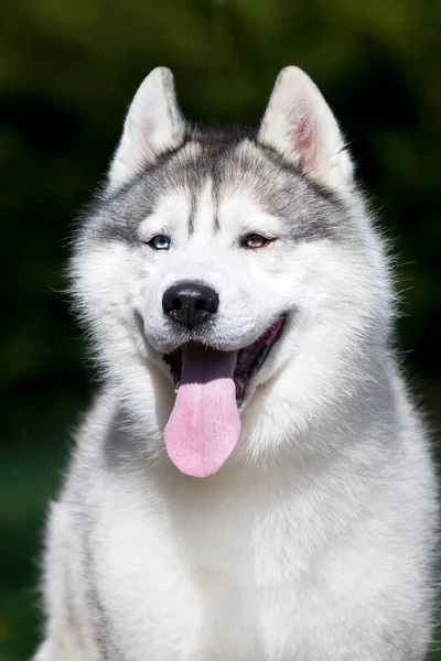 Adorável Cão Husky Siberiano Livre — Fotografia de Stock