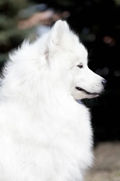 Adorável Samoed Cão Livre — Fotografia de Stock