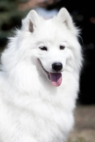 Adorable Samoed Dog Outdoors — Stock Photo, Image