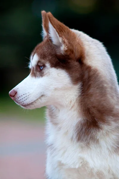 愛らしいシベリアのハスキー犬屋外 — ストック写真