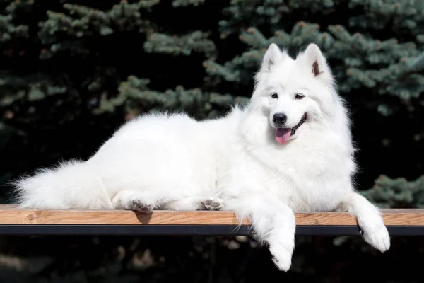 Bedårande Samoed Hund Utomhus — Stockfoto